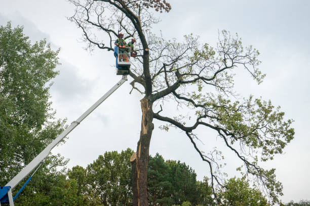 Best Tree Maintenance Programs  in Upper Ack, NY