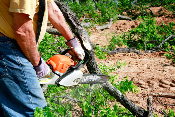 Best Root Management and Removal  in Upper Ack, NY